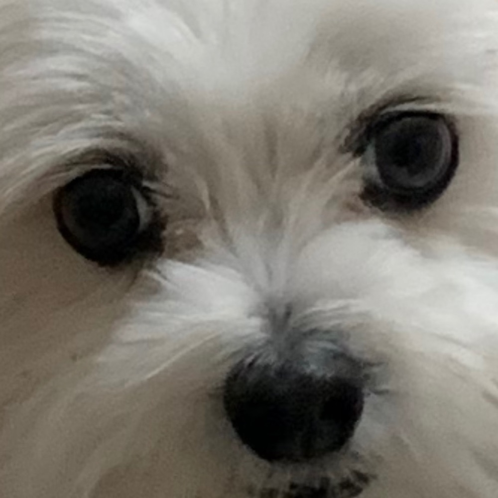 Meet your Posher, Julie